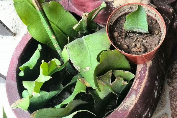 曇花怎么扦插，建議在5~6月份之間扦插最好