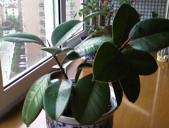 橡皮樹喜歡什么肥料，氮肥為主、磷鉀肥為輔