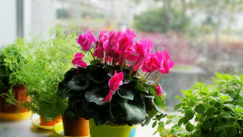 仙客來花怎么養(yǎng)