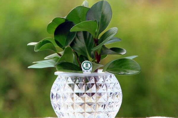 紫邊碧玉的作用，裝飾作用、藥用價值、凈化效果