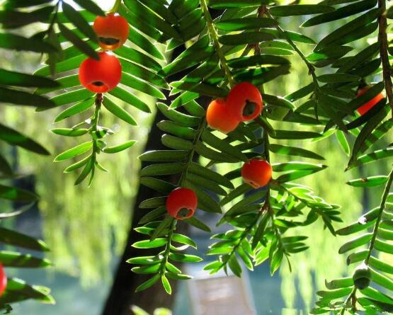 東北紅豆杉與南方紅豆杉有什么區(qū)別，介紹最簡(jiǎn)單的三種區(qū)別方法