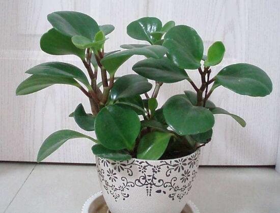 碧玉葉子發(fā)黃怎么辦，教你五步讓它重新恢復(fù)生機(jī)