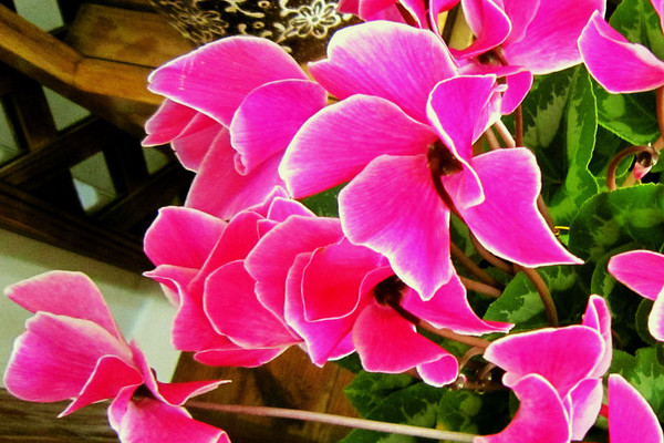 仙客來春夏怎么養(yǎng)護(hù)