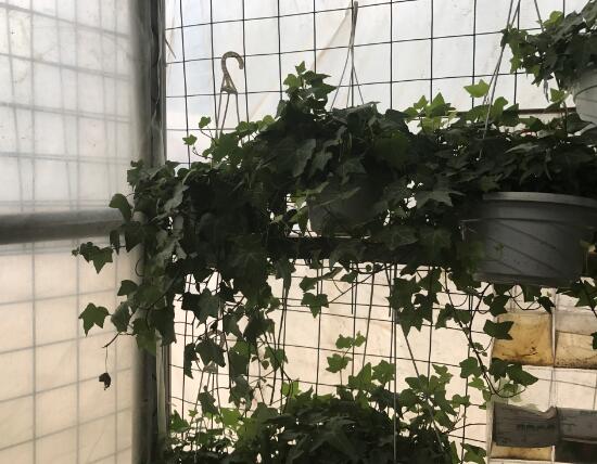 常春藤有什么風(fēng)水作用，常春藤的功效與作用