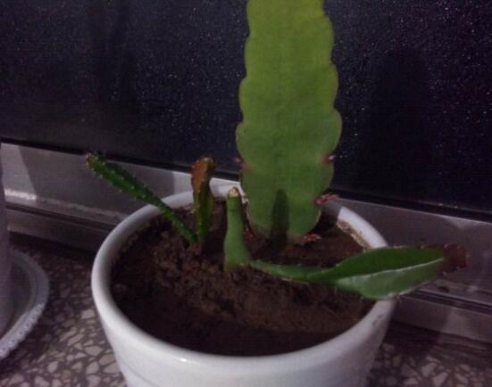 曇花什么時候葉插，以春季為主/擇兩年生健康老葉