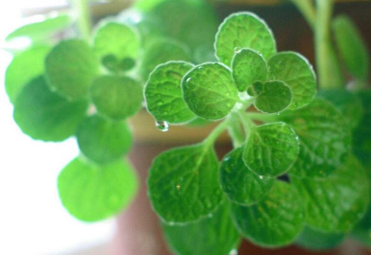 碰碰香怎么施肥，生長期時(shí)候施肥可以讓它長的更旺盛