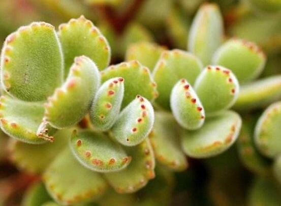 熊童子開花寓意，一片生機勃勃的綠色景象(美好寓意)