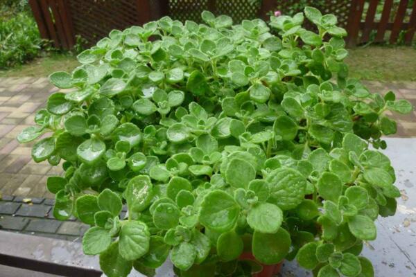 碰碰香老樁怎樣修剪，主要修剪多余的枝條