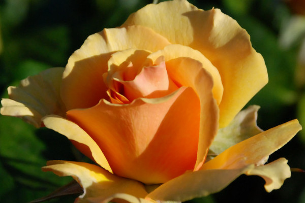 玫瑰花有蟲(chóng)怎么辦