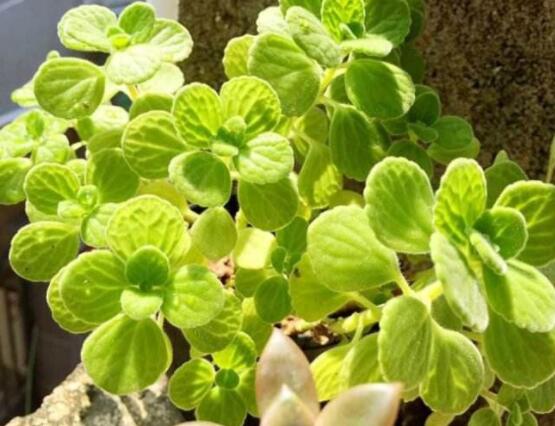 碰碰香夏天怎么養(yǎng)，做好四個要點(diǎn)便可安然度夏