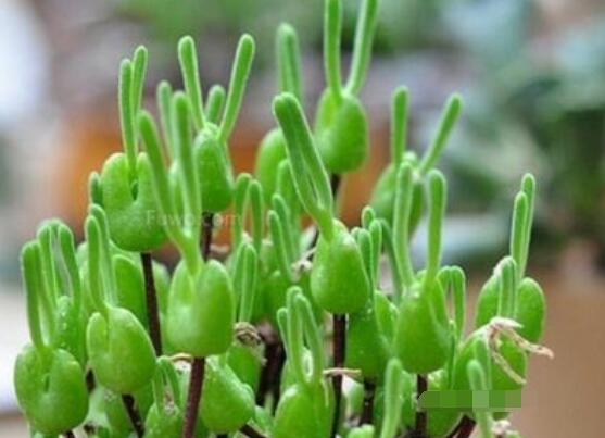碧光環(huán)多肉有毒嗎，無毒/株型優(yōu)雅、美觀可愛