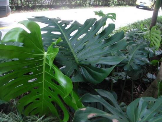 龜背竹用高盆還是矮盆，建議以高盆養(yǎng)殖最佳(紫砂盆)