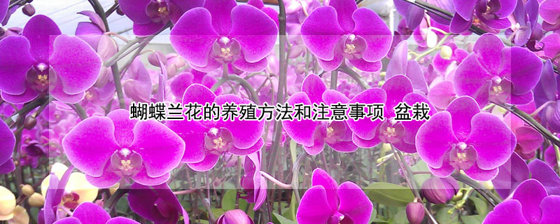 蝴蝶蘭花的養(yǎng)殖方法和注意事項(xiàng) 盆栽