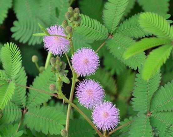 含羞草蔫了怎么辦，教你三種最直觀有效解決方法