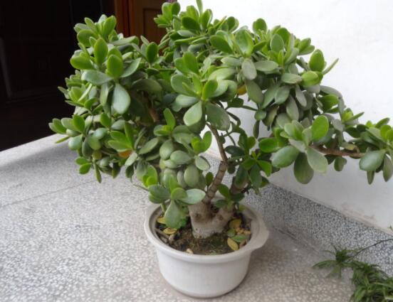 燕子掌有什么作用，美化環(huán)境、凈化空氣