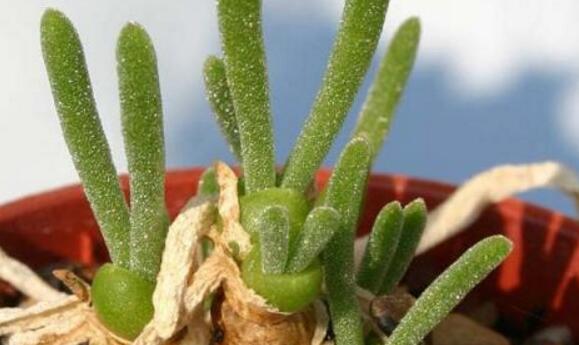 小碧光環(huán)可以移盆嗎，要選擇適宜的時(shí)間移栽