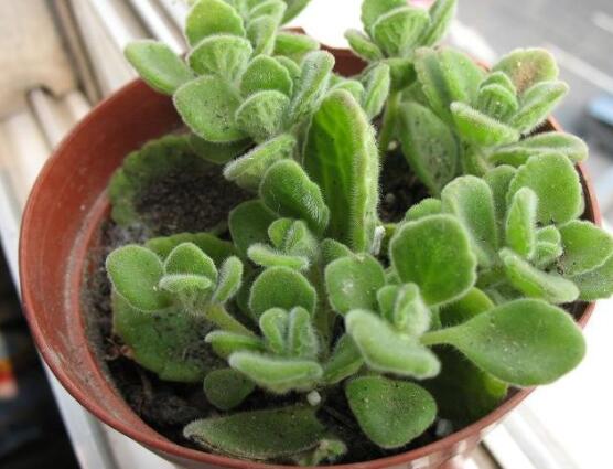 碰碰香冬天養(yǎng)殖方法，注意做好保溫保暖/減少澆水施肥