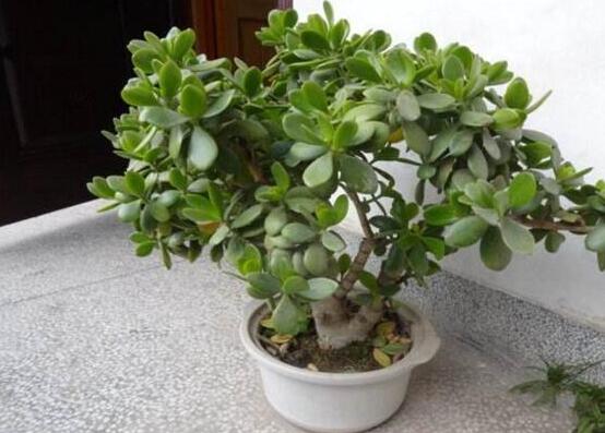 燕子掌和玉樹(shù)哪個(gè)有毒，玉樹(shù)汁液有毒/燕子掌無(wú)毒現(xiàn)象