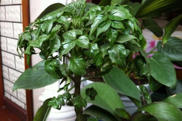 平安樹的繁殖方法，詳解播種和扦插兩種繁殖方法