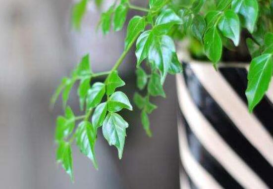 幸福樹的養(yǎng)殖方法，老農(nóng)教你八大基本養(yǎng)殖方法