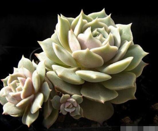 寶石花的花語是什么，代表著一種永不凋謝的愛、大富大貴