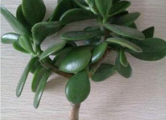 燕子掌怎么繁殖，主要有兩種扦插方法(土插與水插)