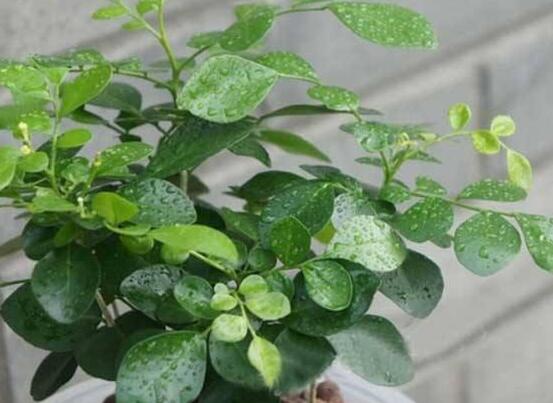 九里香剪枝后多久開(kāi)花，春季修剪最佳/百天后花開(kāi)爆盆