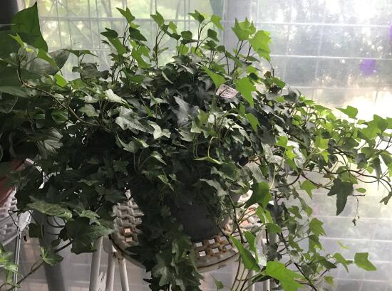 常春藤怎么養(yǎng)長得快，常春藤的養(yǎng)殖方法