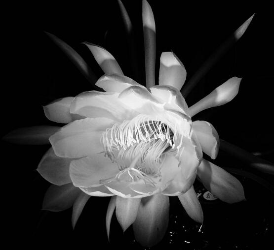 家里養(yǎng)曇花吉利嗎，好運來臨、驚喜不斷(吉祥如意)