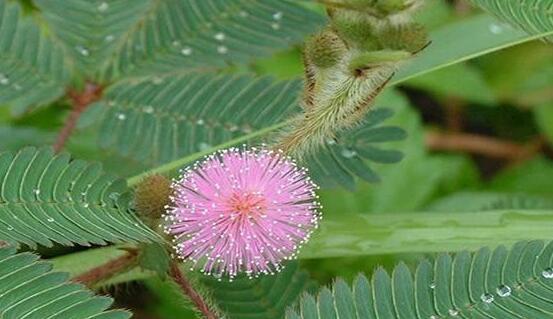 含羞草蔫了怎么辦，教你三種最直觀有效解決方法