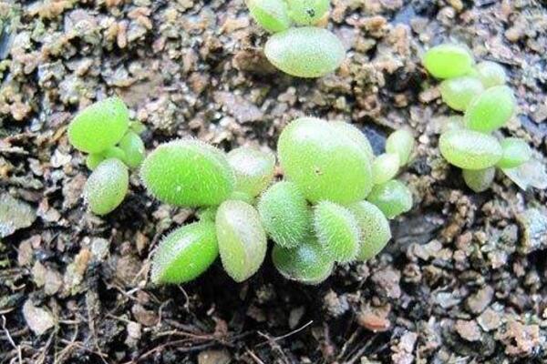 熊童子怎么繁殖成活率高，掌握繁殖技巧才是關鍵