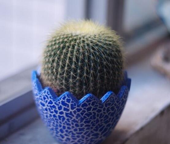 小仙人球澆水多少毫升，澆水的量一般以100-200毫升為準(zhǔn)