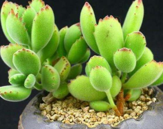 熊童子怎么養(yǎng)才能飽滿，老農(nóng)總結(jié)五個重要養(yǎng)護(hù)措施