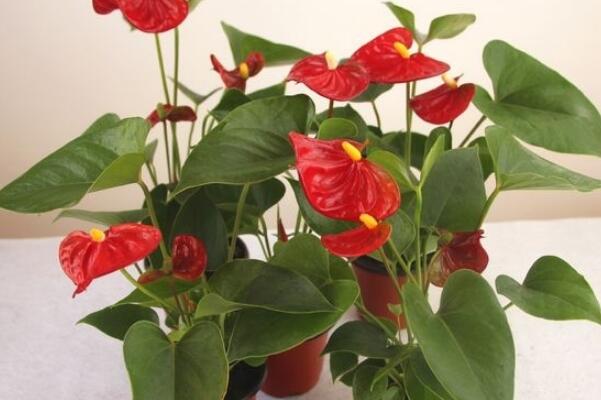 紅掌的花語是什么，代表了熱情、大展宏圖