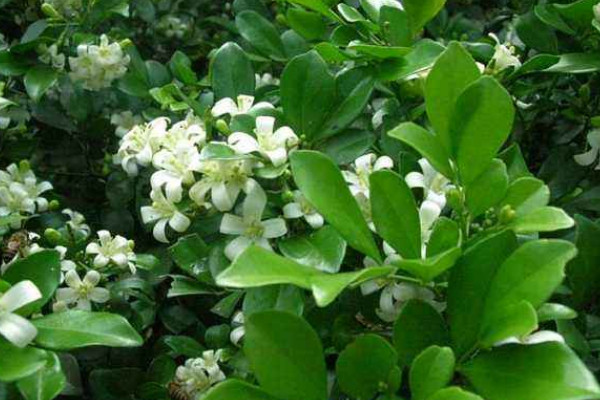 九里香是招陰樹(shù)嗎