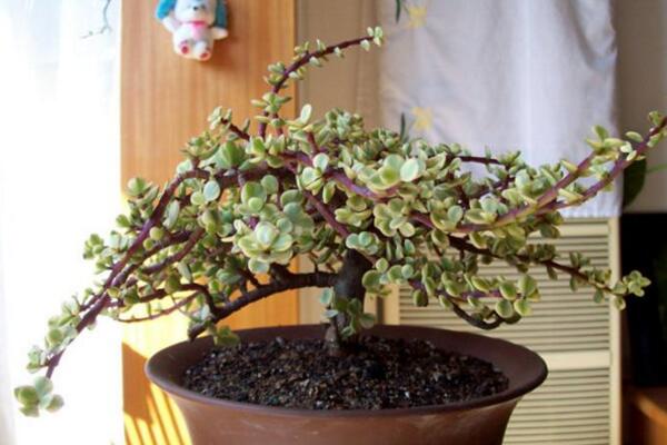 雅樂之舞多久澆一次水，不同的季節(jié)澆水頻率也不相同