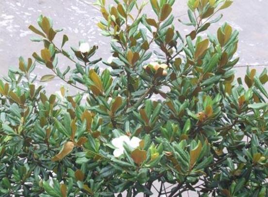 橡皮樹開花嗎，橡皮樹多久開花(一年兩次）