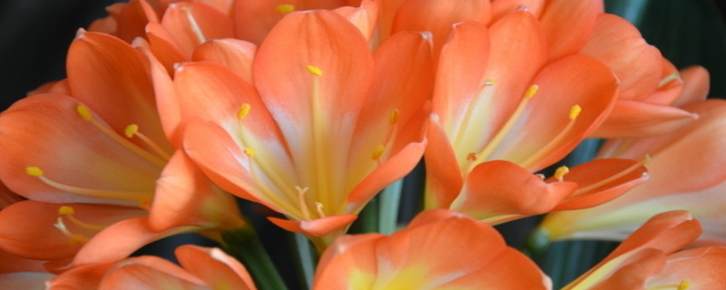 君子蘭春化最佳多長(zhǎng)時(shí)間