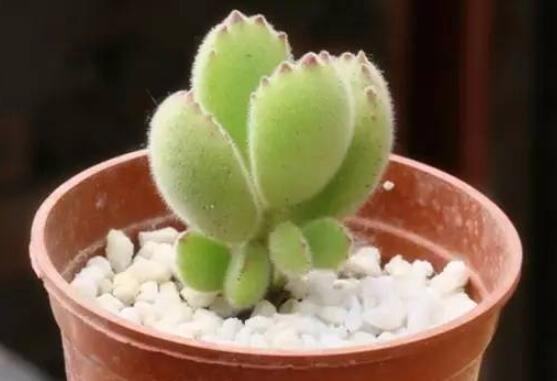 熊童子好養(yǎng)嗎，好養(yǎng)/做好五個要點生長茂盛美觀