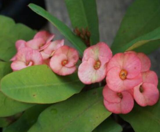 養(yǎng)虎刺梅不吉利嗎，導(dǎo)致全家霉運不斷、影響身體健康