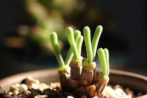 碧光環(huán)怎么繁殖，分播種和扦插兩種方法