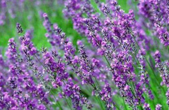 薰衣草葉子干枯怎么辦，教你正確的補(bǔ)救方法