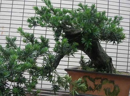 羅漢松盆景怎么摘心，修剪頂部的生長點(樹梢枝為10厘米最佳)