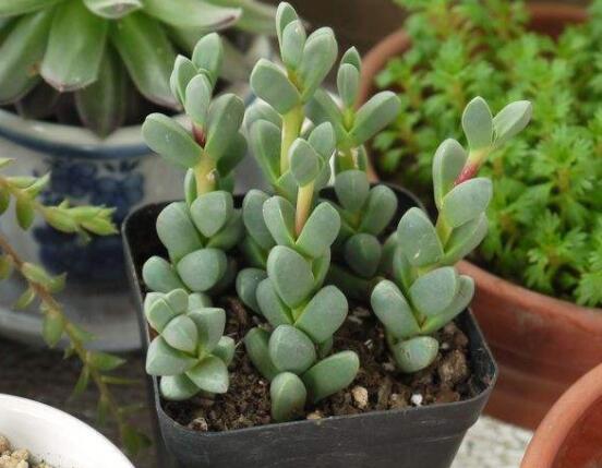 碧玉蓮葉子發(fā)黃變軟怎么辦，教你四種原因以及解決辦法