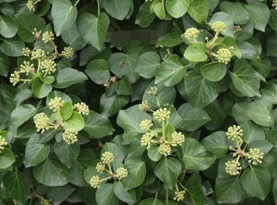 常青藤哪個(gè)品種最好，每個(gè)品種富有獨(dú)具一格(無(wú)好壞之分)