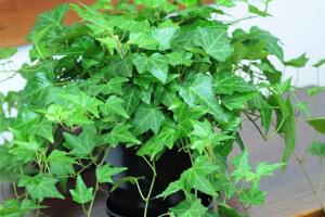 常春藤有毒嗎，常春藤可以放臥室嗎