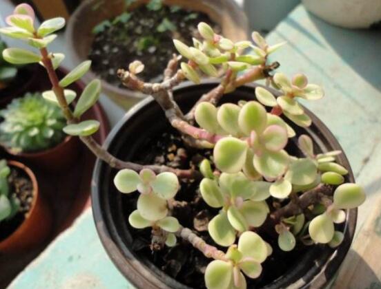 多肉植物雅樂之舞怎么養(yǎng)，注意五個(gè)要點(diǎn)一年四季常青