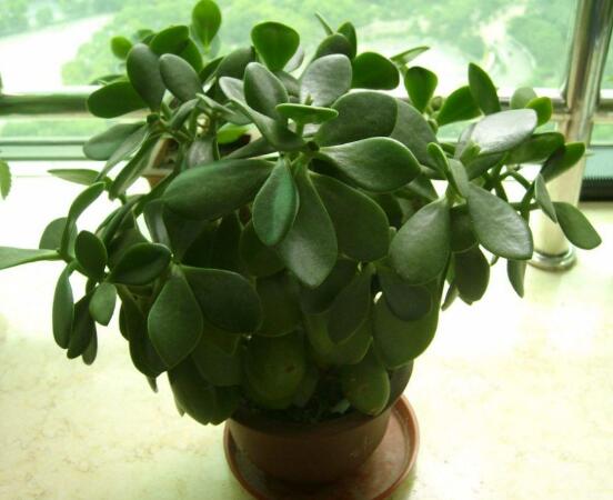 燕子掌換土后要澆水嗎，可根據(jù)具體情況來(lái)具體對(duì)待