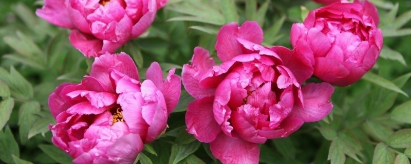 牡丹冬天怎么養(yǎng)護