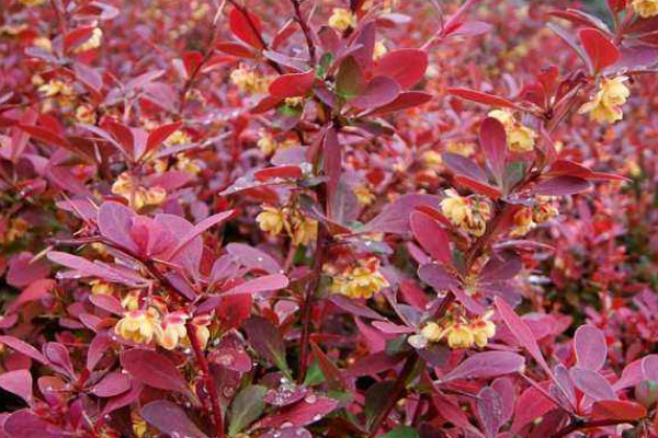 小檗果實(shí)能吃嗎